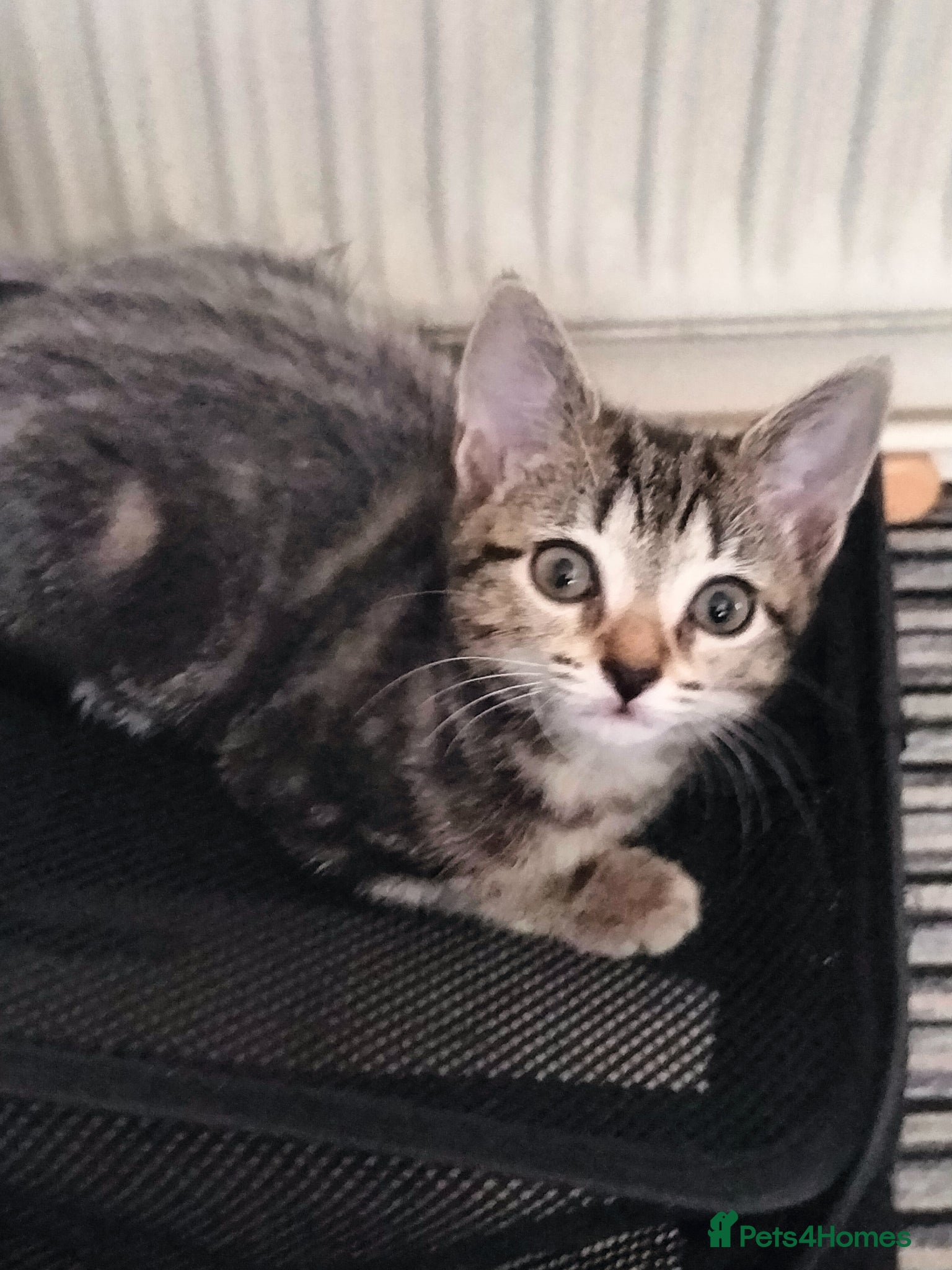Mixed Breed cats 2 Beautiful fluffy sliver tabby kittens for sale - Advert 16
