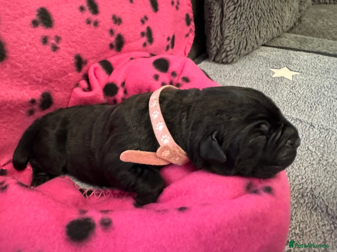 Neapolitan Mastiff dogs for sale: Neapolitan mastiff puppies  - Image 18