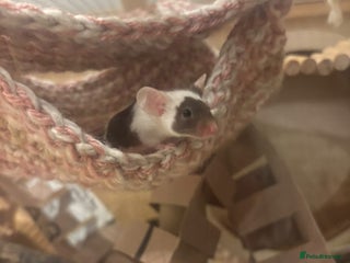 Mouse rodents 3 female mice - Advert 1