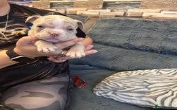 American Bully dogs for sale: 🐾 ABKC Registered Micro/Pocket Bully Puppies! 🐾 - Image 9