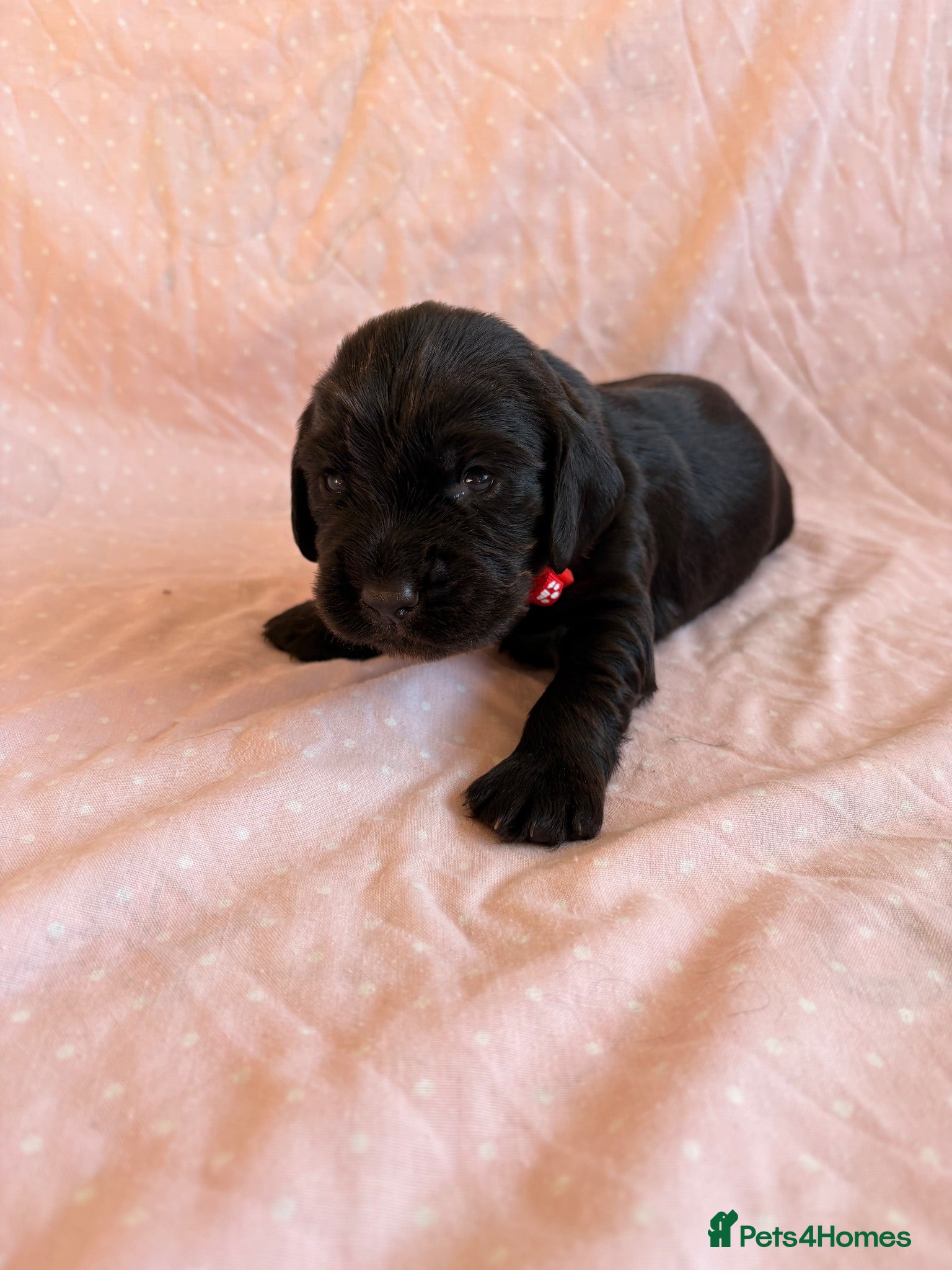 Cocker Spaniel dogs Beautiful Working cocker spaniels - Advert 2