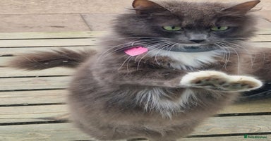 Mixed Breed cats - Advert 13