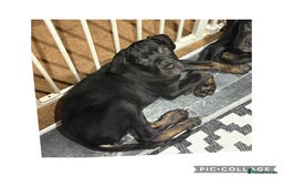 Cane Corso dogs for sale: Last 2 cane corso girls  - Image 9