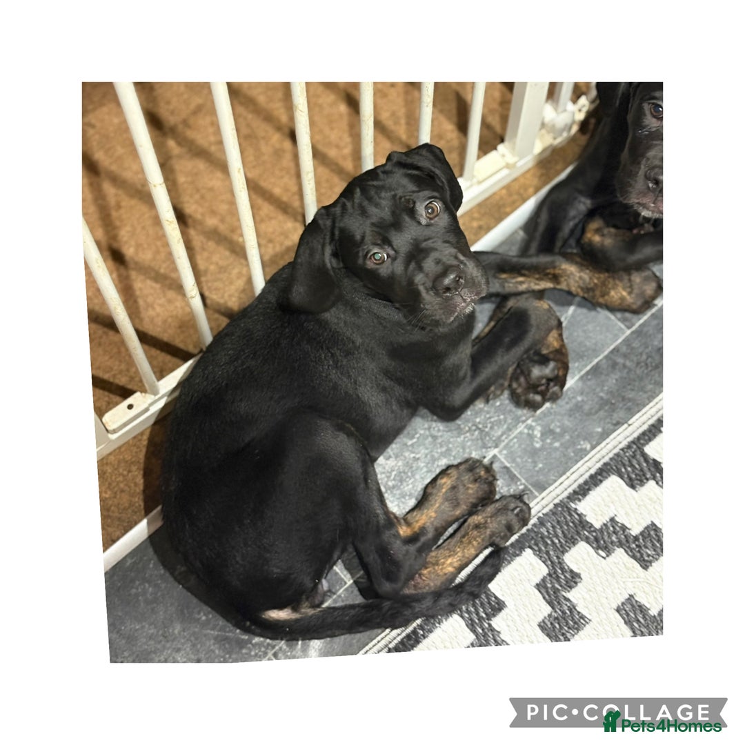 Cane Corso dogs for sale: Last 2 cane corso girls  - Image 9