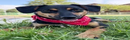 Mixed Breed dogs for adoption: ❤️🐶 PENNY – A WHOLE WORLD OF HAPPINESS! 🐶❤️ in Folkestone - Advert 21