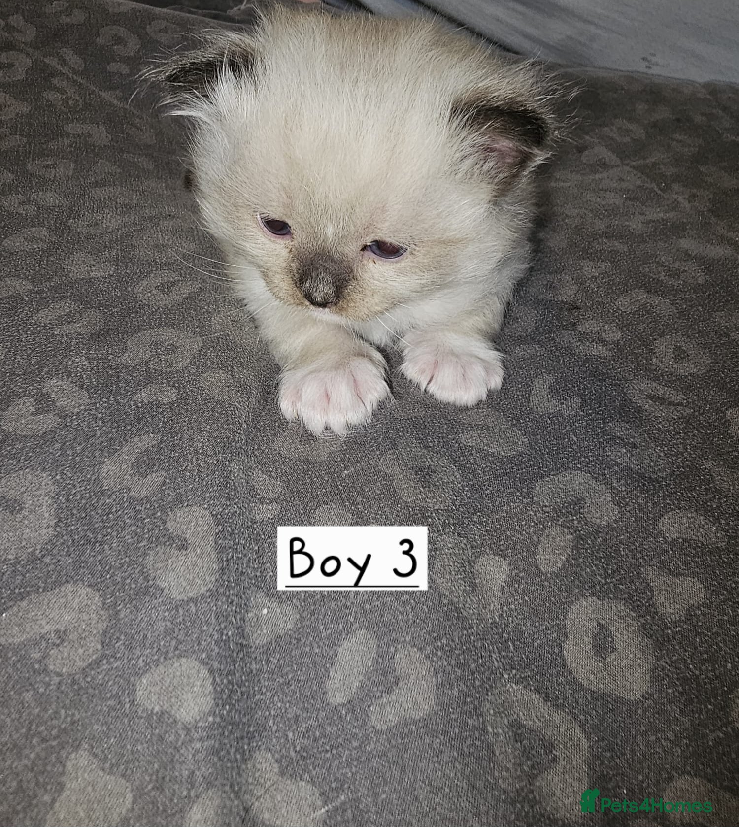 Ragdoll Kitten 3