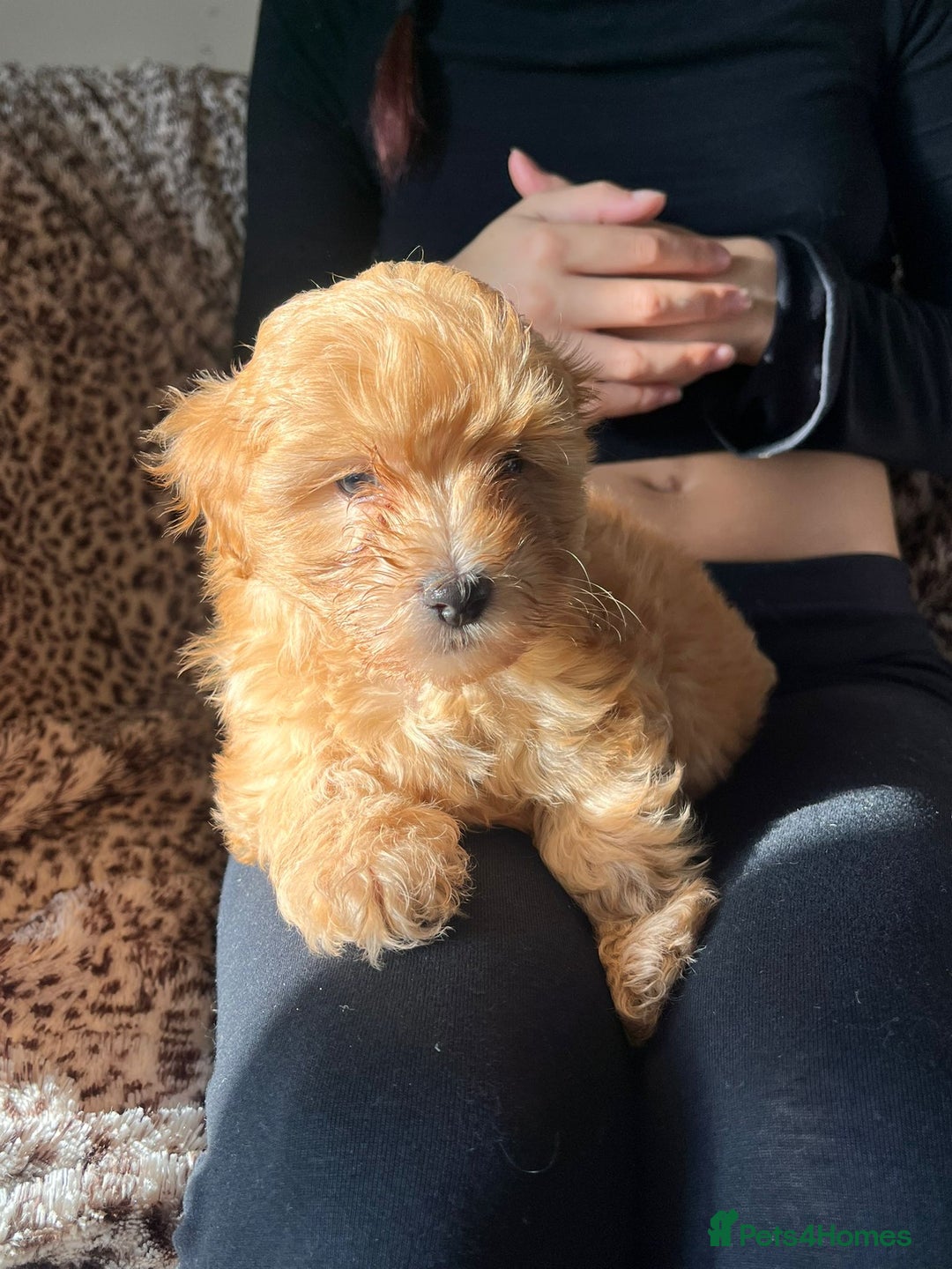 Maltipoo dogs for sale: 2 beautiful playful & lovely Maltipoo boys  - Image 22