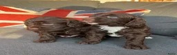 Cockapoo dogs for sale: Italian Cockerpoos - Advert 2
