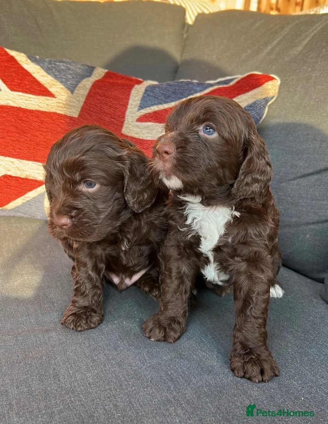 Cockapoo dogs for sale: Italian Cockerpoos - Advert 2