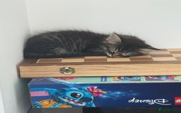 Maine Coon cats for sale: Two beautiful Maine Coon X Kittens  in Romsey - Image 6