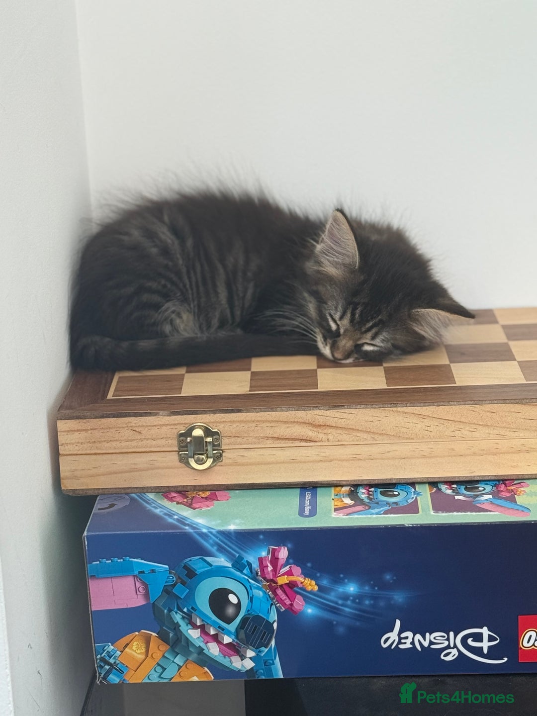 Maine Coon cats for sale: Two beautiful Maine Coon X Kittens  in Romsey - Image 6