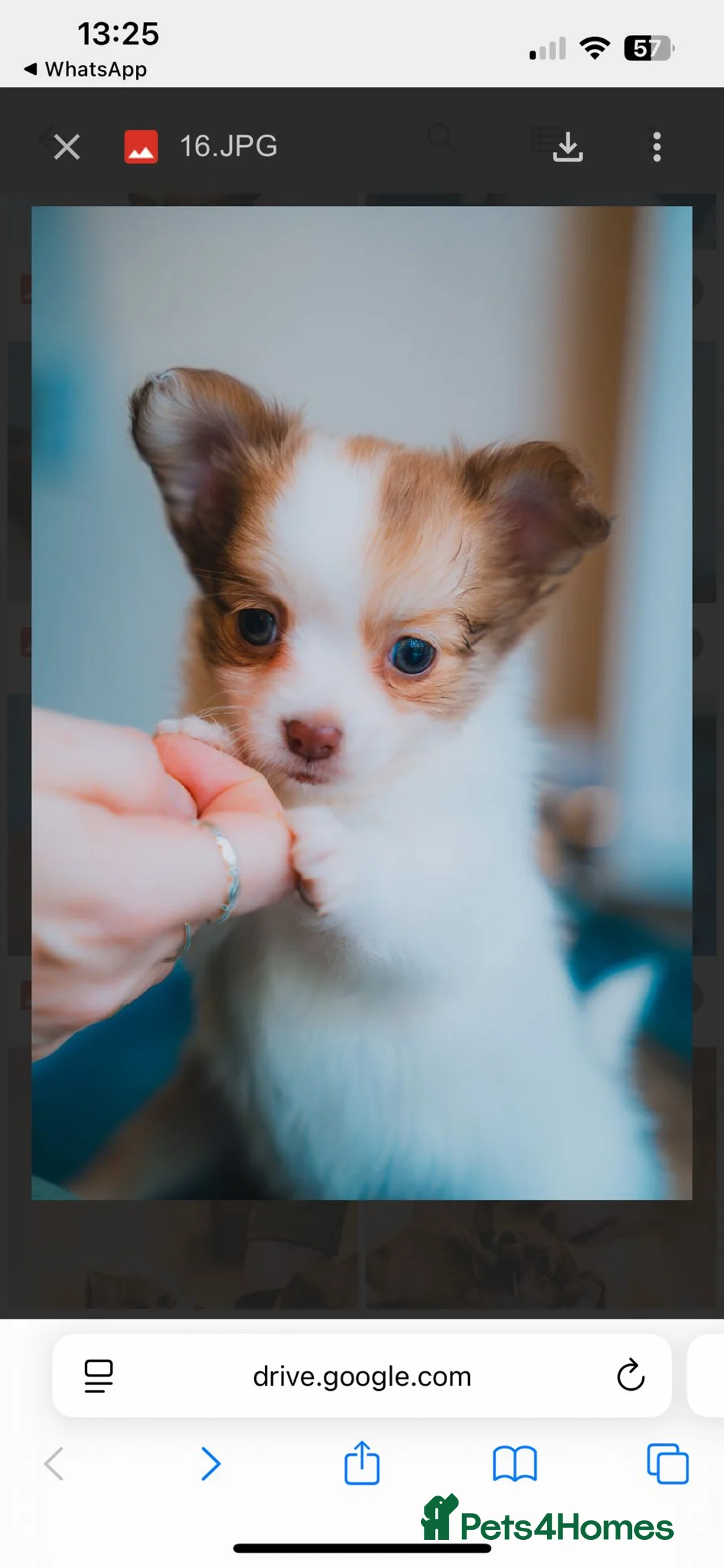 Chihuahua dogs for sale: Long haired chihuahua  - Advert 5