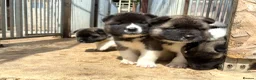 Akita dogs for sale: KC Reg American Akita puppies - Advert 12