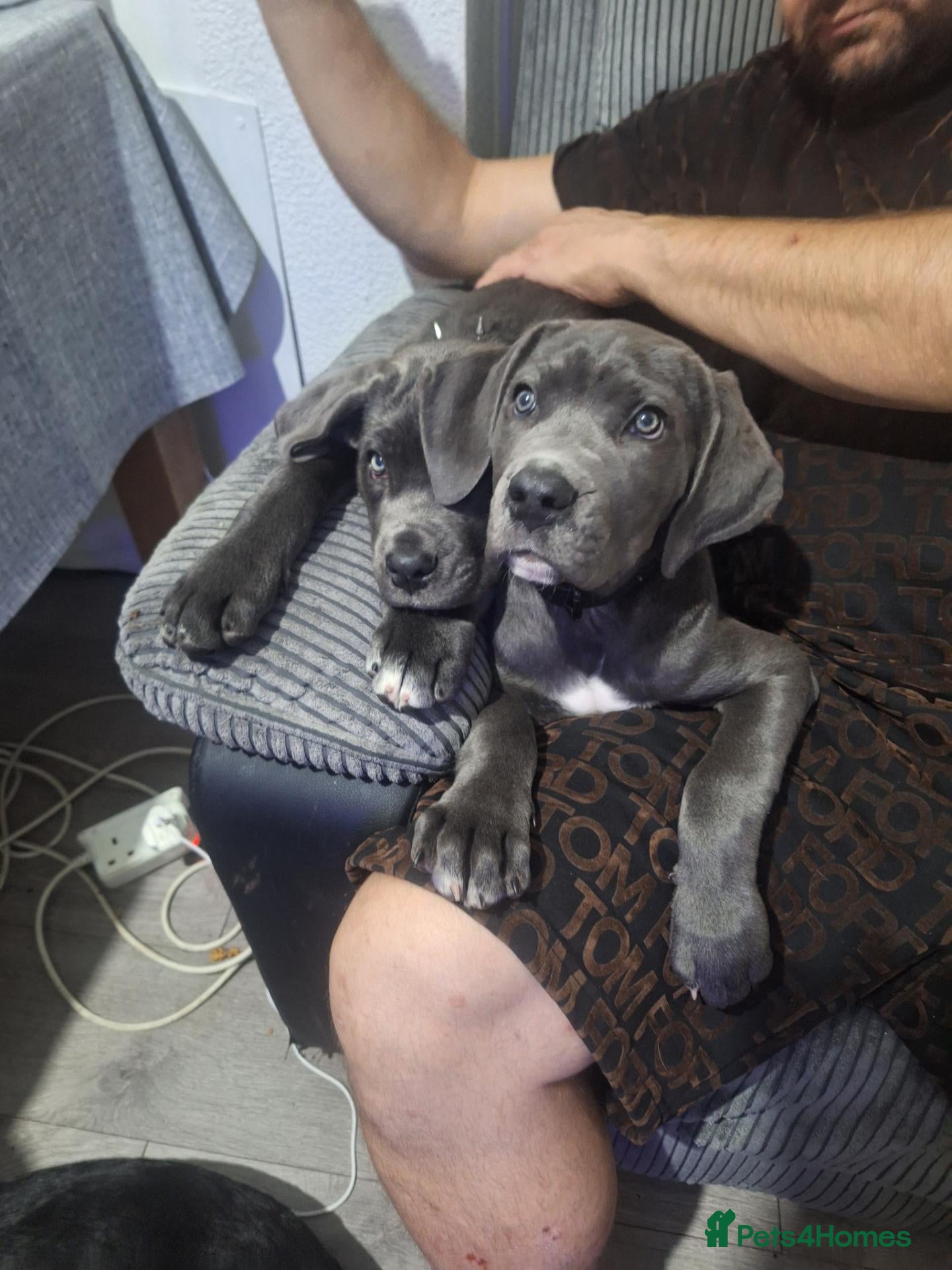Cane Corso dogs Nella  - Advert 1