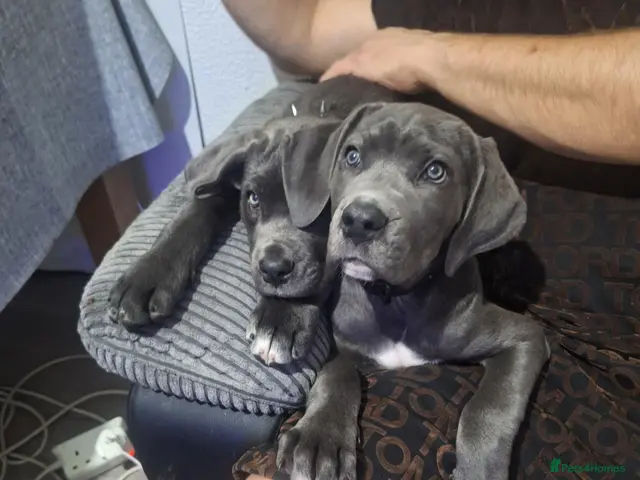 Cane Corso dogs for sale: Shelby - Advert 1