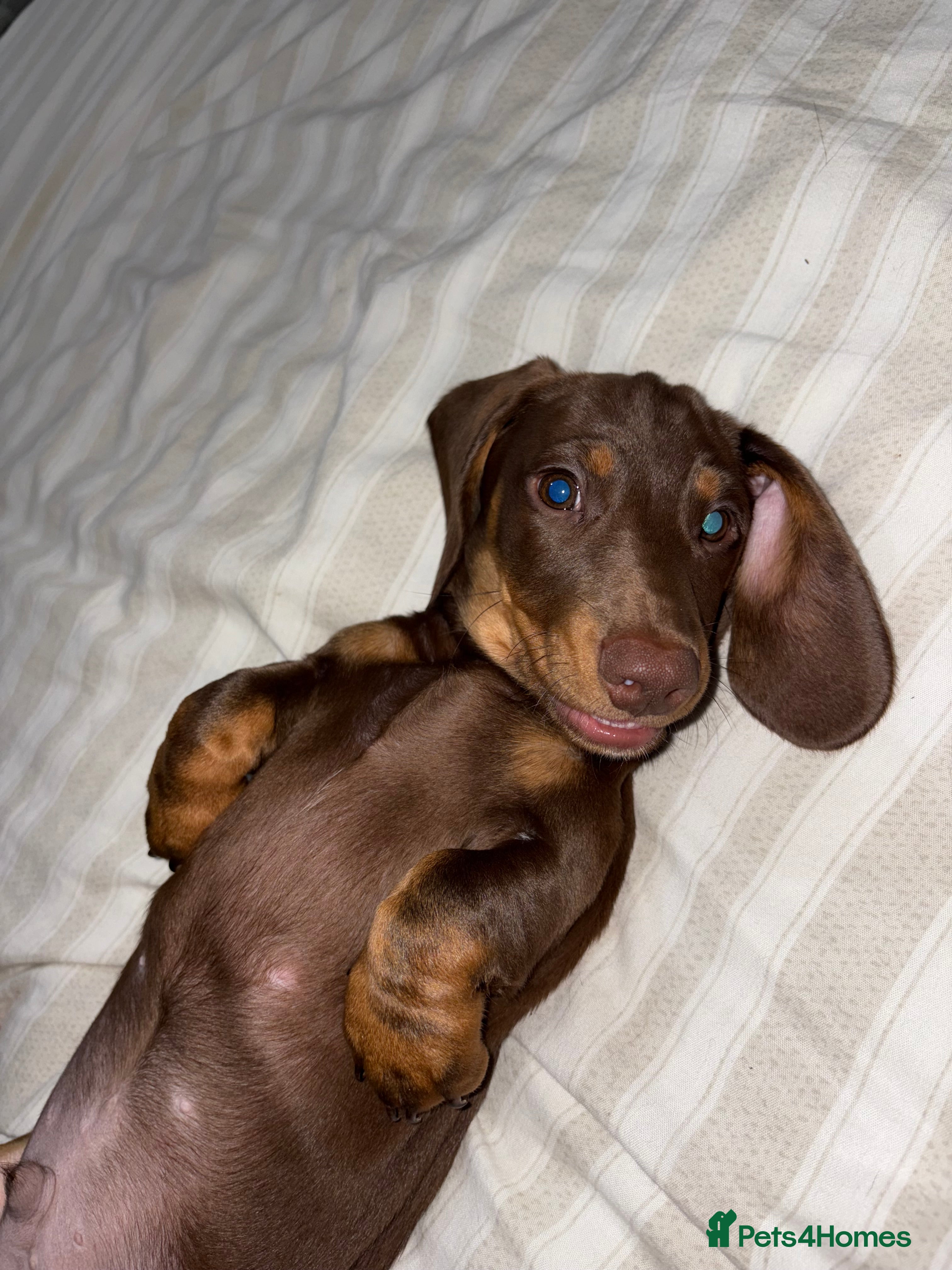 Miniature Dachshund dogs Chocolate tan dachshund puppy 7 months old in Stockton-on-Tees - Advert 1