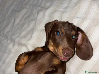 Miniature Dachshund dogs Chocolate tan dachshund puppy 7 months old in Stockton-on-Tees - Advert 5
