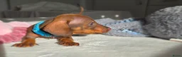 Miniature Dachshund dogs for sale: 🤎 Gorgeous Daxies_Mini Dachshunds 🤎 - Advert 9