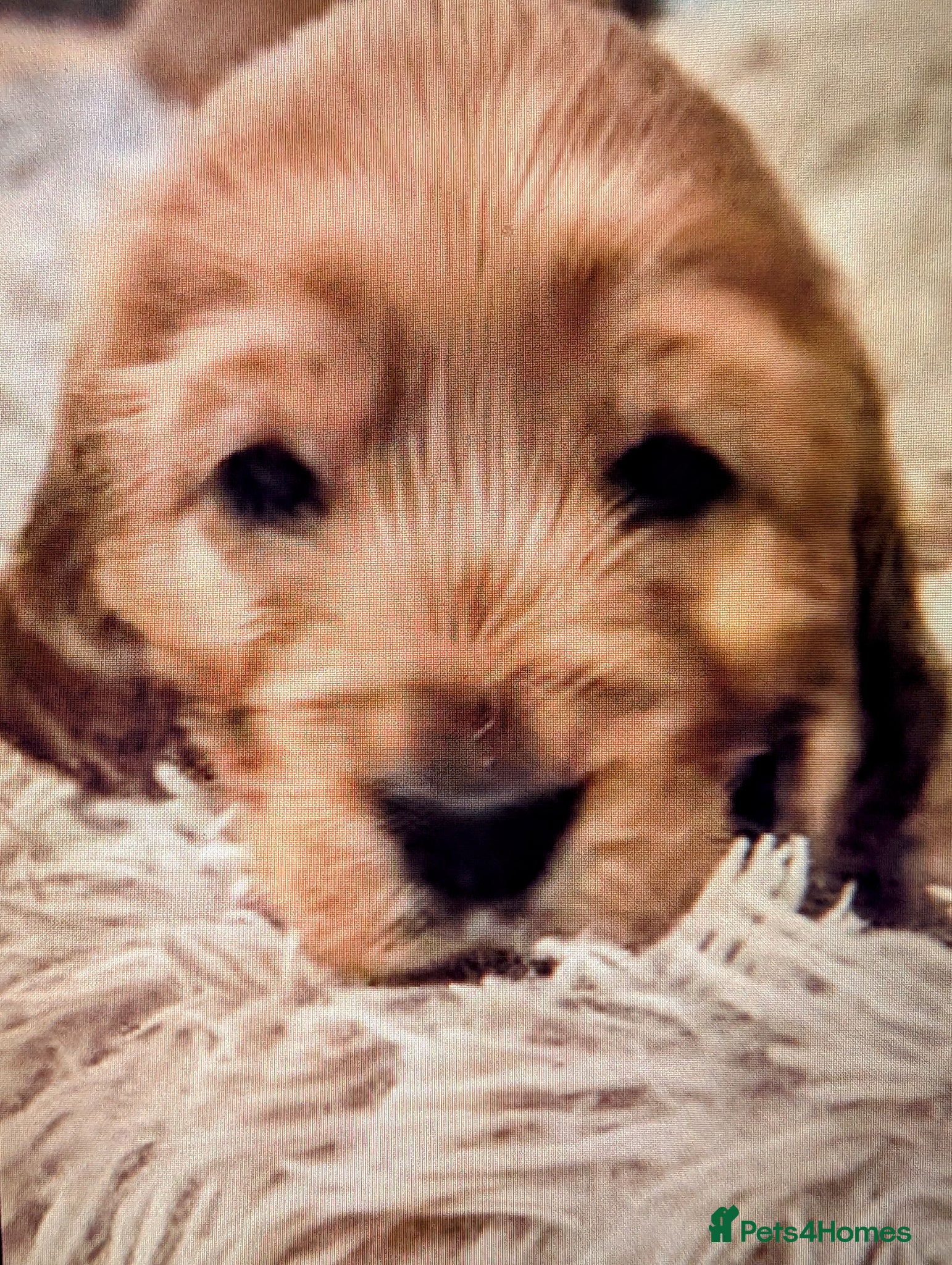 Cocker Spaniel dogs Adorable KC reg, SHow, Pure, Gold Cocker Puppies   - Advert 2