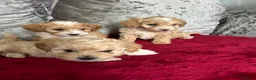 Maltipoo dogs for sale: adorable maltipoo puppies ready for a loving home - Advert 7