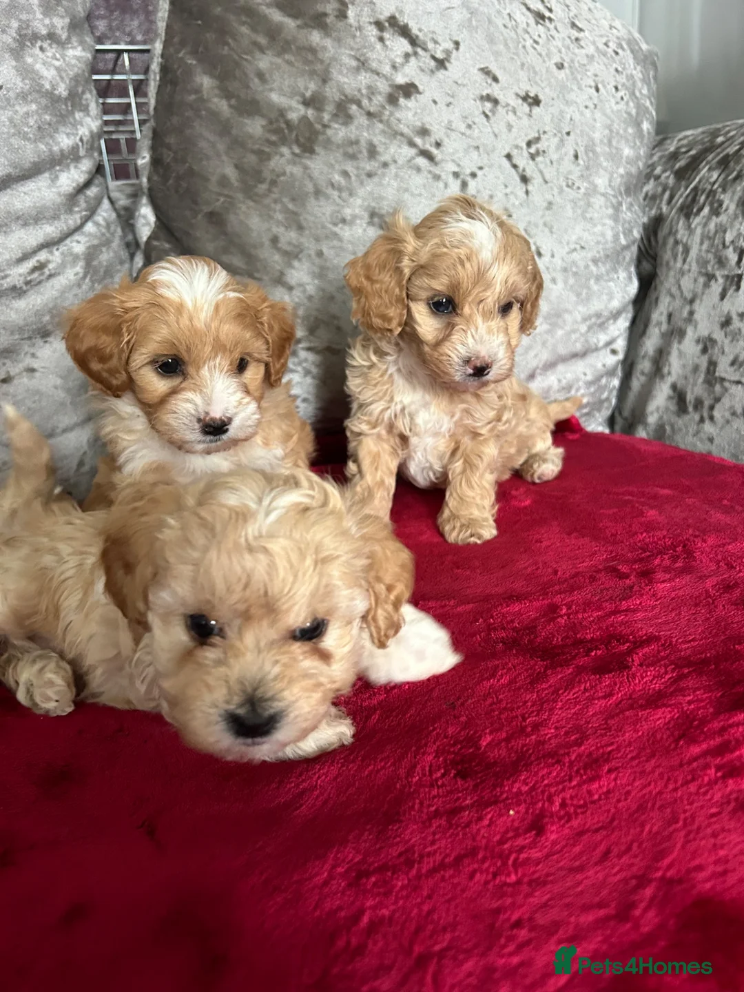 Maltipoo dogs for sale: adorable maltipoo puppies ready for a loving home - Advert 7
