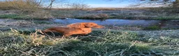 Cocker Spaniel dogs for sale: OFTW sired exceptionally well bred working cocker  - Advert 11