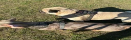 Pug dogs for sale: Rehoming Tank  in Cambridge - Advert 3