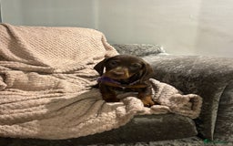 Dachshund dogs for sale: Beautiful standard dachshund litter   - Image 6