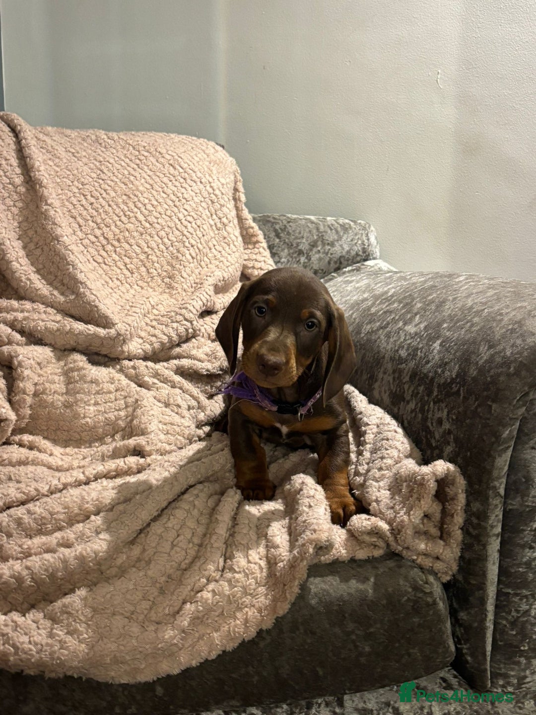 Dachshund dogs for sale: Beautiful standard dachshund litter   - Image 6