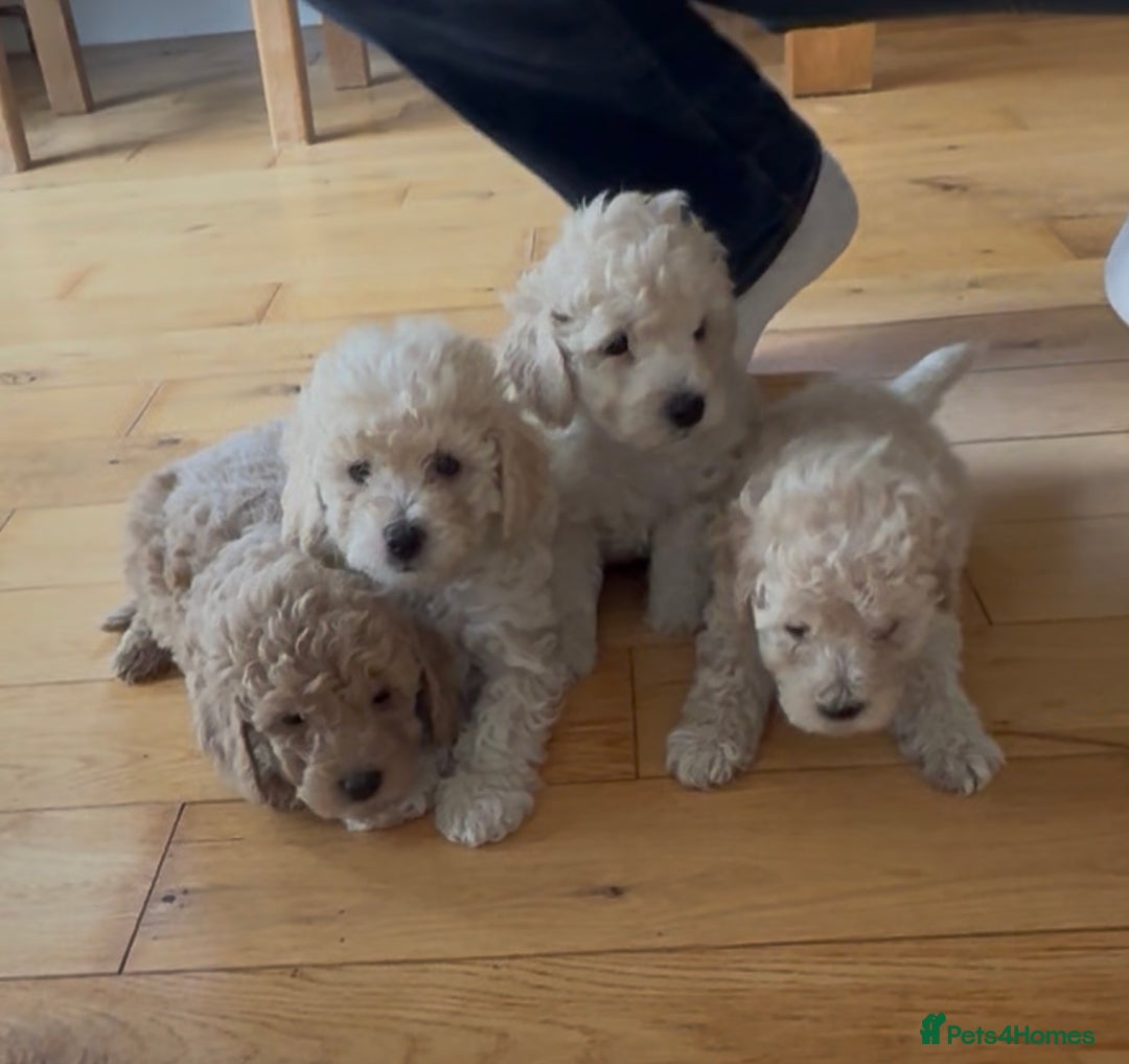 Poochon dogs for sale: Tiny farm bred teddy bear bundles of fun !  - Image 11
