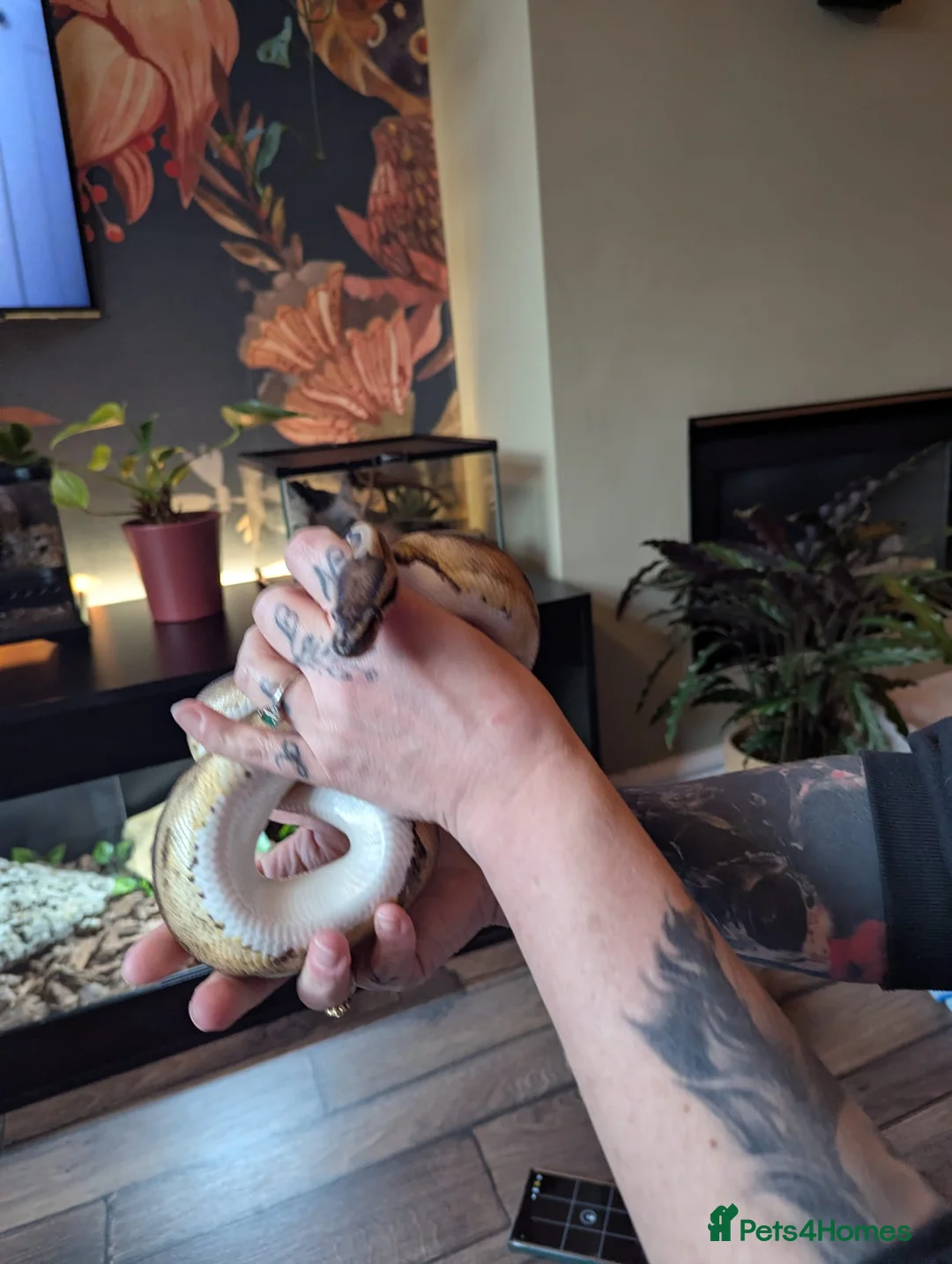 Python Snake reptiles for sale: Ball python het lavender pied  - Advert 12