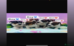 Jack Russell dogs for sale: Gorgeous miniature Jack Russells - Image 1