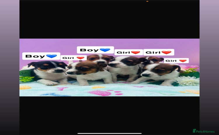 Jack Russell dogs - Advert 1