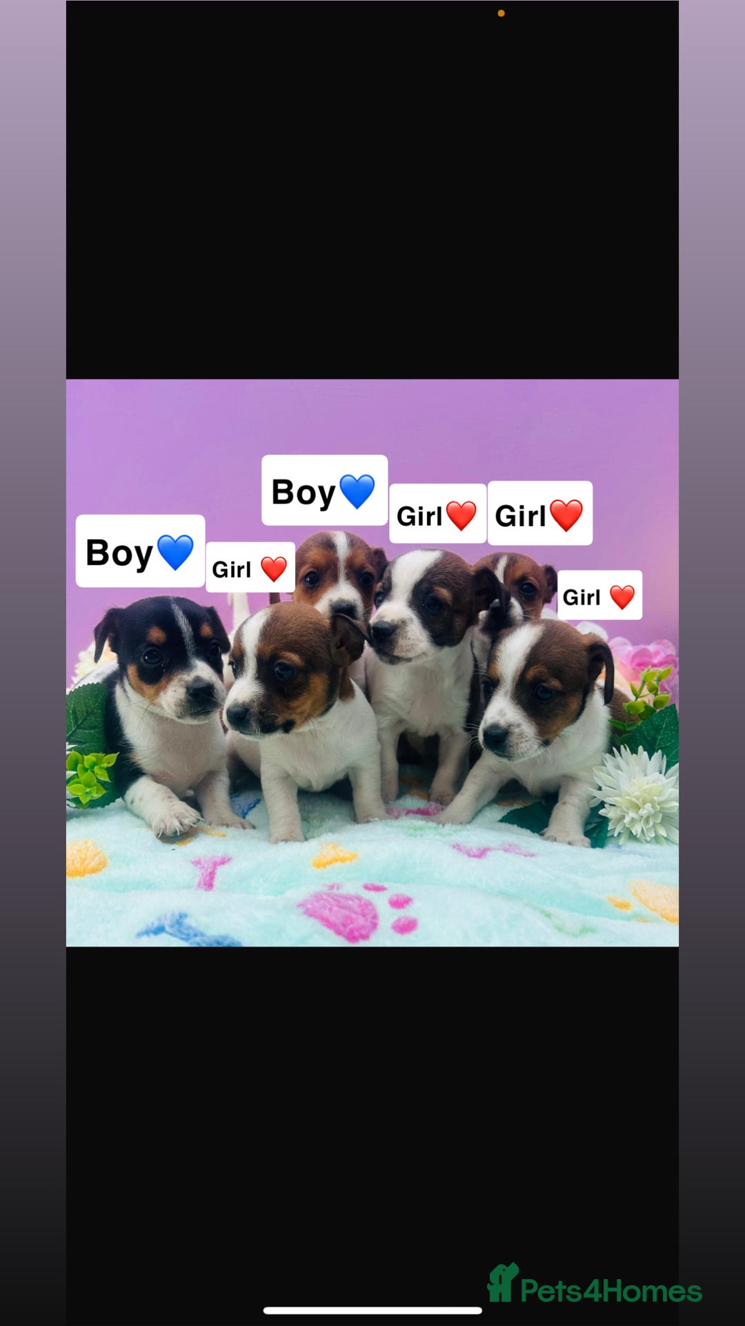 Jack Russell dogs for sale: Gorgeous miniature Jack Russells - Image 1