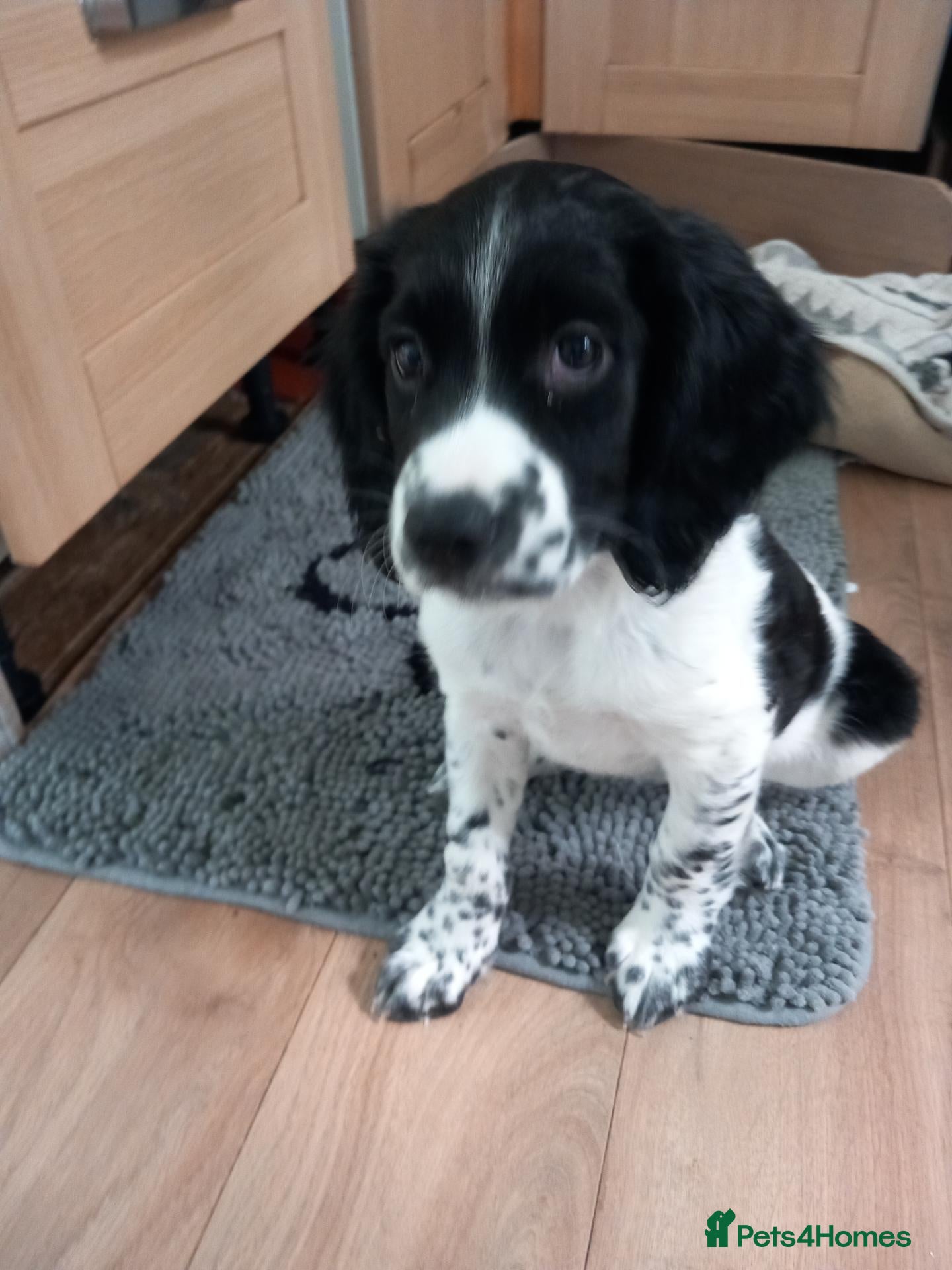 English Springer Spaniel dogs One girl left English Springer Spaniels  - Advert 9