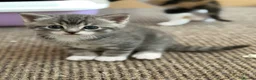 Mixed Breed cats for sale: Kittens Looking for Their Forever Homes!  - Advert 12