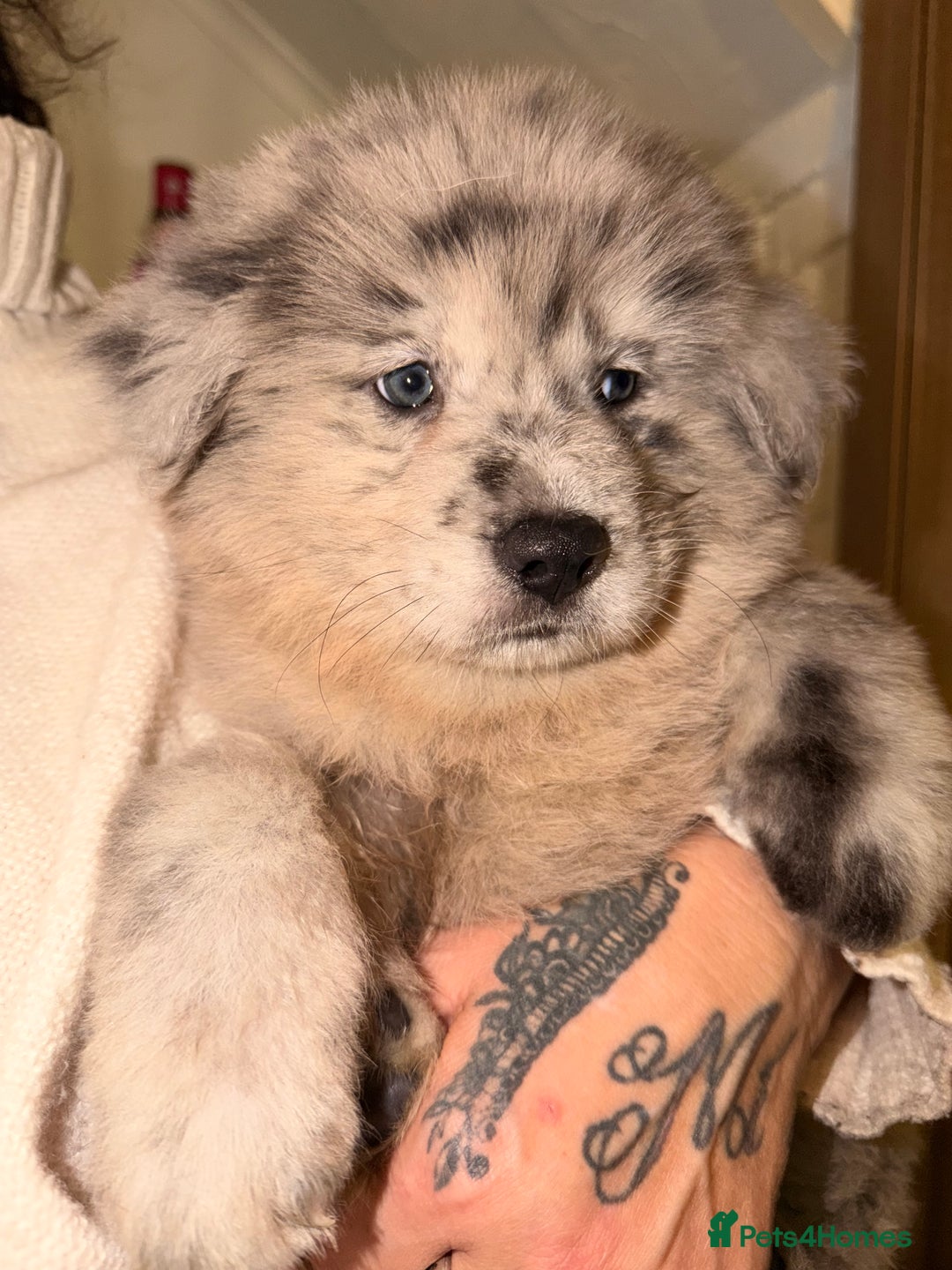 Mixed Breed dogs for sale: 🧸CHOW SHEPHERDS🧸 little bears ready now! - Advert 3