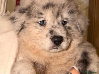 Mixed Breed dogs 🧸CHOW SHEPHERDS🧸 little bears ready now! - Advert 14