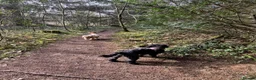 Cockapoo dogs for sale: Ruby and Rosie  in Cardiff - Advert 7