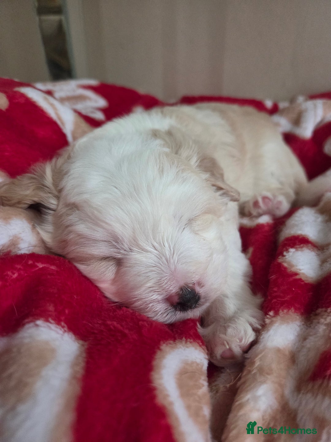 Bordoodle dogs for sale: F2 Bordoodle puppies - Image 14