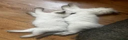 Ragdoll cats for sale: 5 😻 beautiful pure ragdoll Kittens  - Advert 7