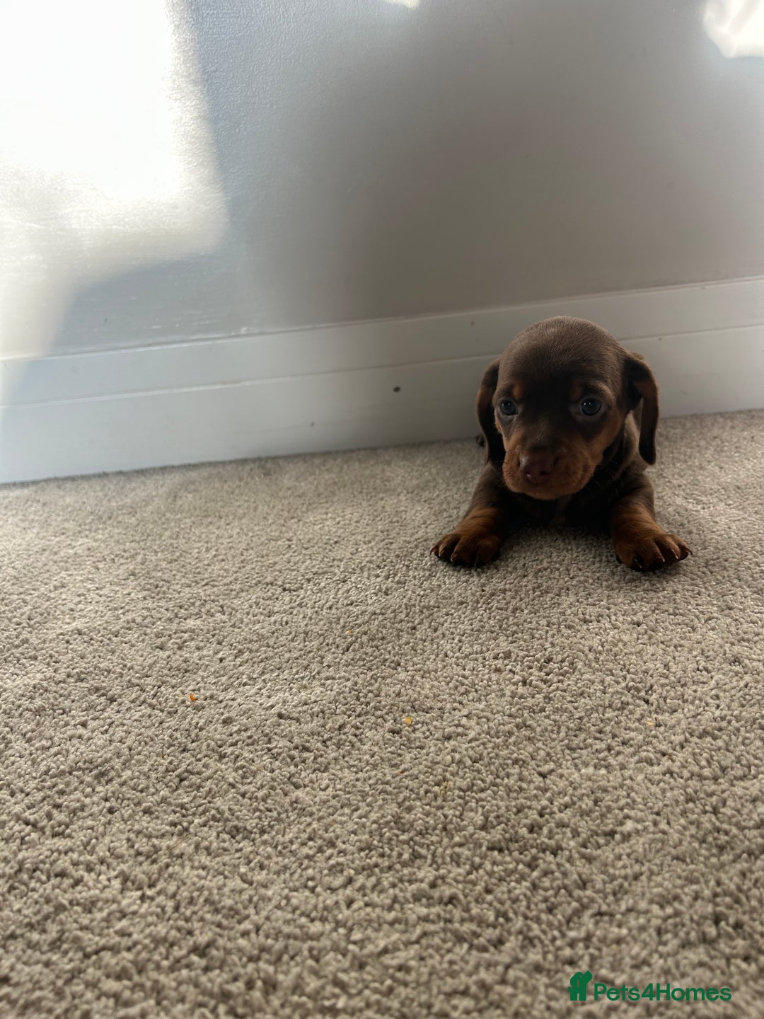 Miniature Dachshund dogs for sale: Miniature Dachshund babies  - Advert 4