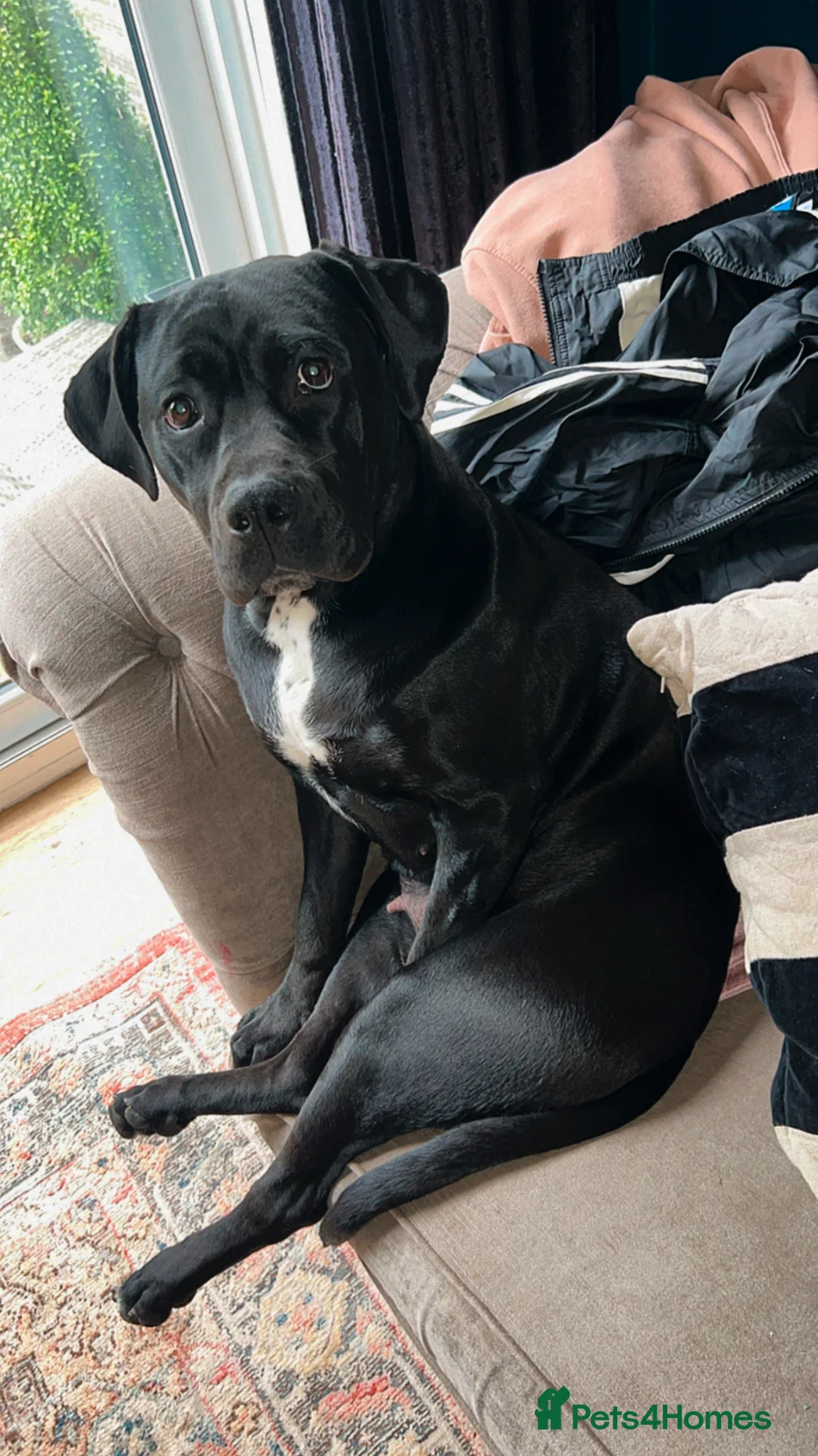 Cane Corso dogs for sale: Roxy- 4 year old Female.  - Advert 2