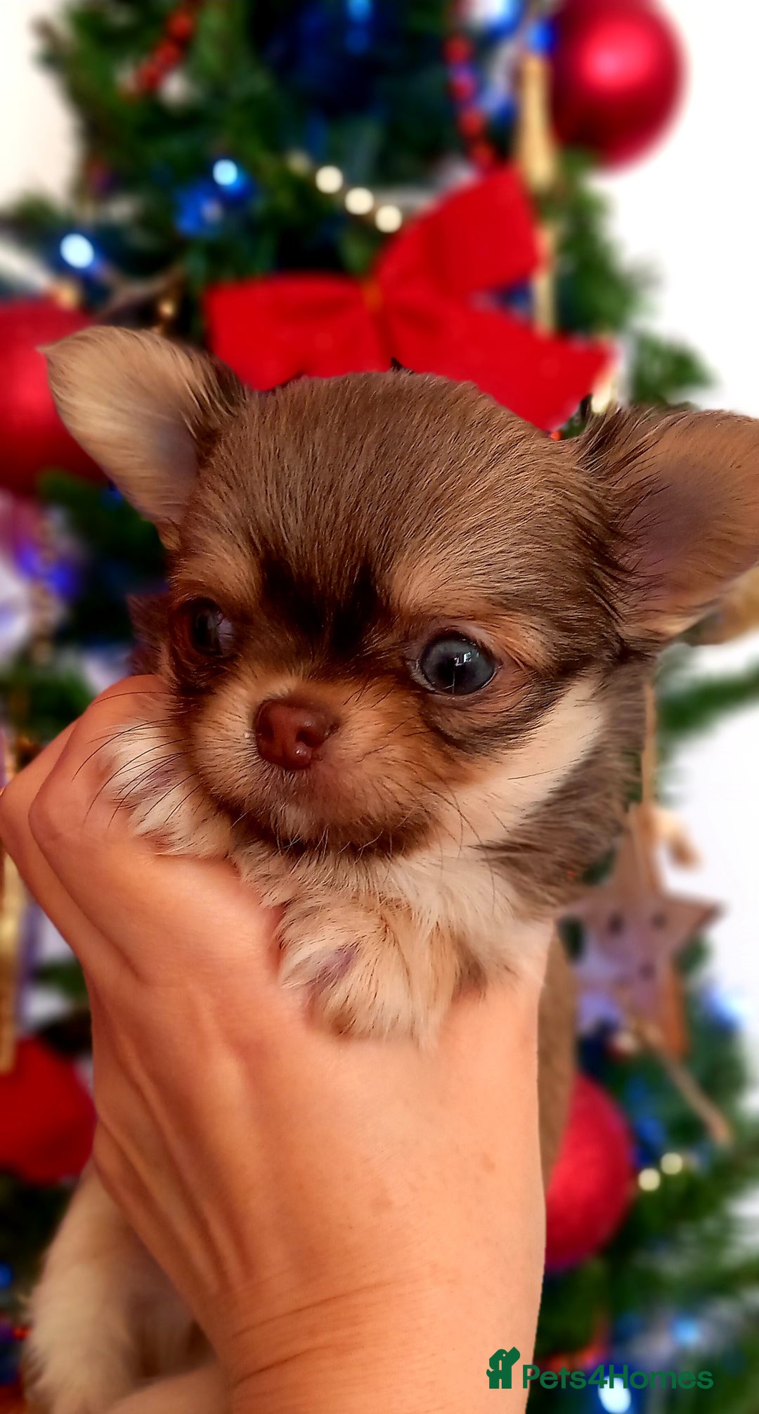 Chihuahua dogs for sale: ❤️‍🔥DNA tested parents❤️‍🔥LC 1Boys KC REG  - Advert 10