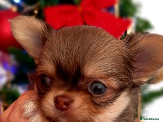 Chihuahua dogs ❤️🔥DNA tested parents❤️🔥2Boys💙long-coat - Advert 5