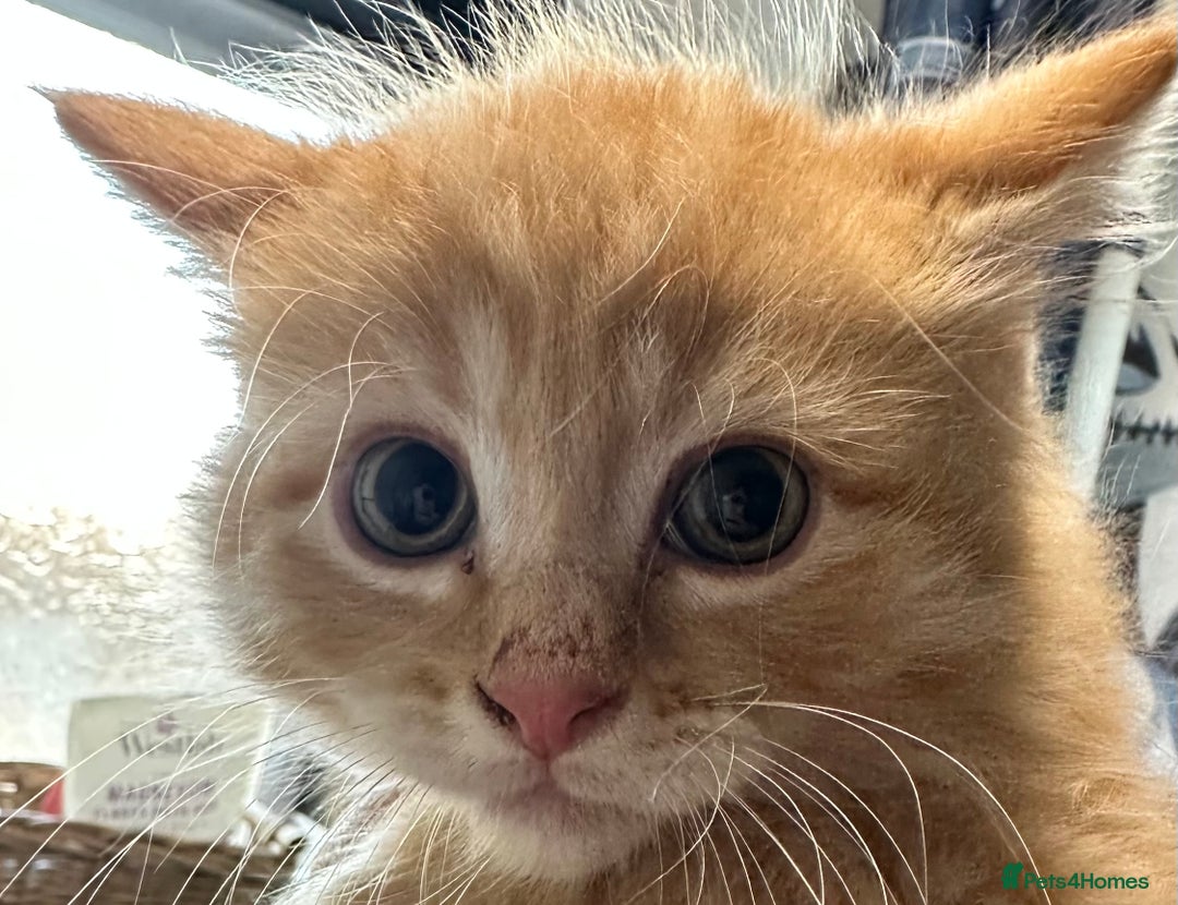 Maine Coon cats for sale: We have 4  sweet English Maine coon kittens❣️ - Advert 26