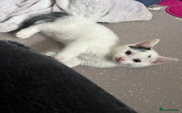 Mixed Breed cats for sale: 4 beautiful kittens 😻 - Image 5