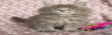 Silver and White Tabby Boy