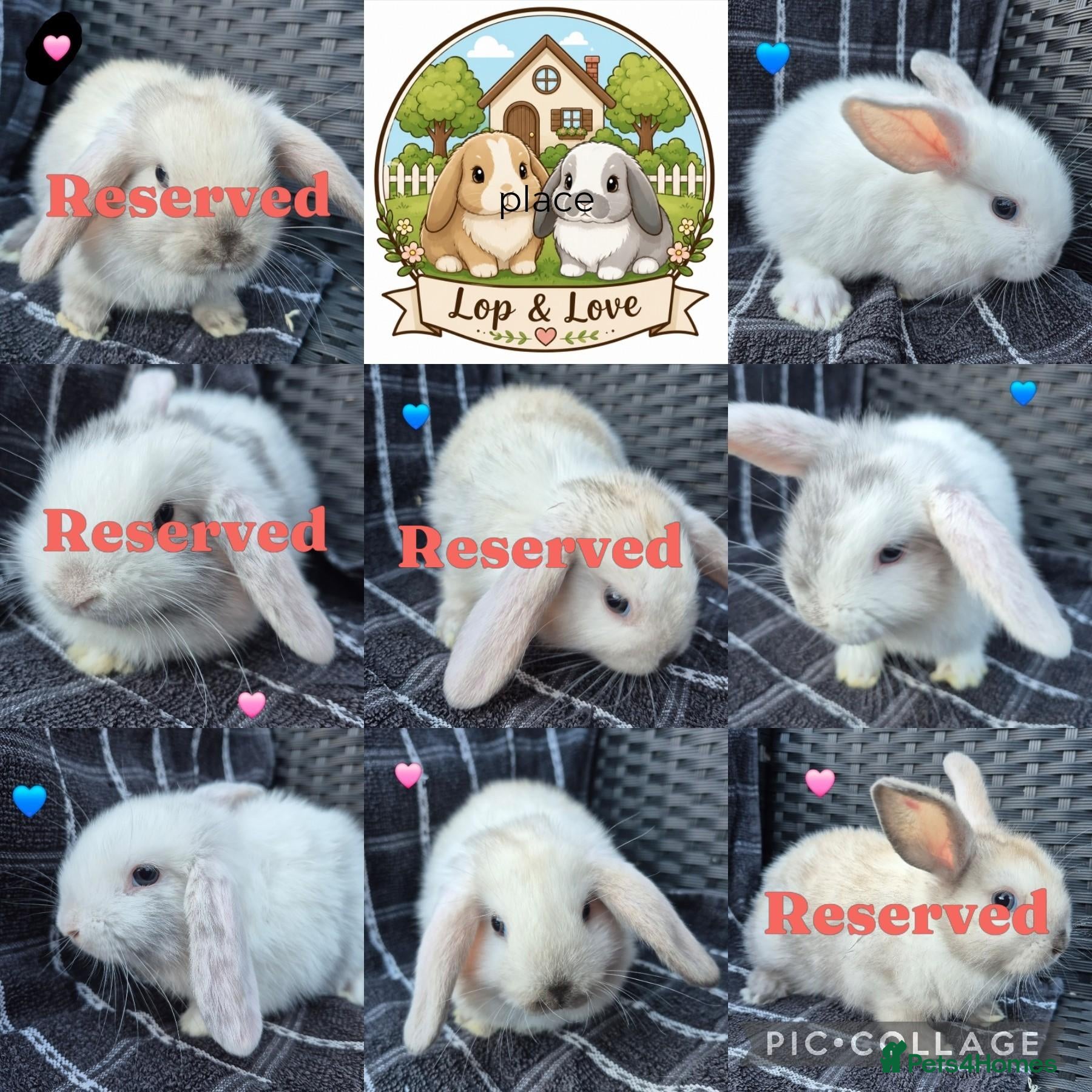 Mini Lop rabbits 🩷💙 READY TODAY! Baby Pure-bred Mini Lop Rabbits - Advert 1