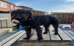 Bedlington Terrier dogs for sale: Stunning Bedlington Terrier puppies  - Image 22